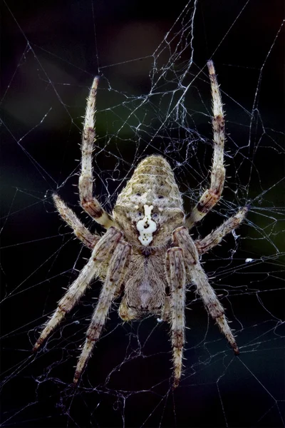 Araña Araneus Angulatus —  Fotos de Stock