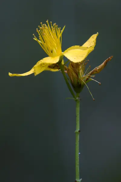 Hipericum perforatum guttifere amarillo —  Fotos de Stock