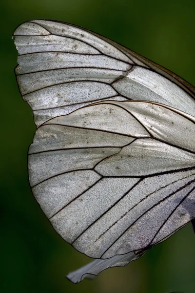 Ala di una farfalla e la sua linea — Foto Stock