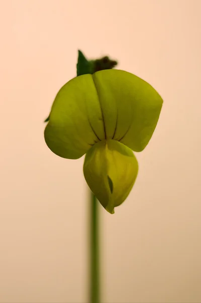 Yellow  lotus maritimus leguminose — Stock Photo, Image