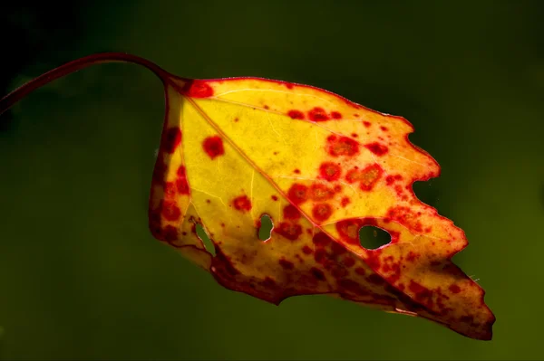 Yellow and red  in autumn — Stock Photo, Image