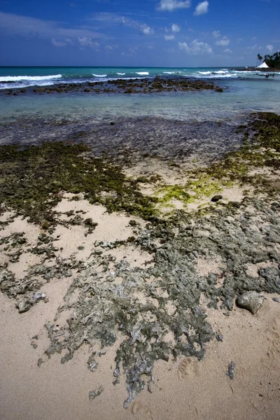 Playa de roca en República Dominicana — Foto de Stock