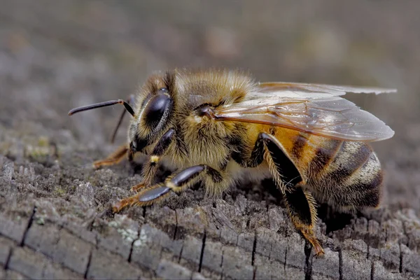 Bee and wood — Stock Photo, Image