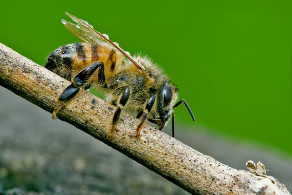 Bee in a piece of wood — Stock Photo, Image