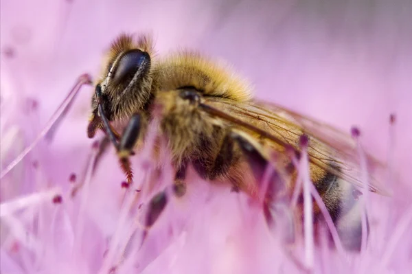 Abeja en el rosa — Foto de Stock