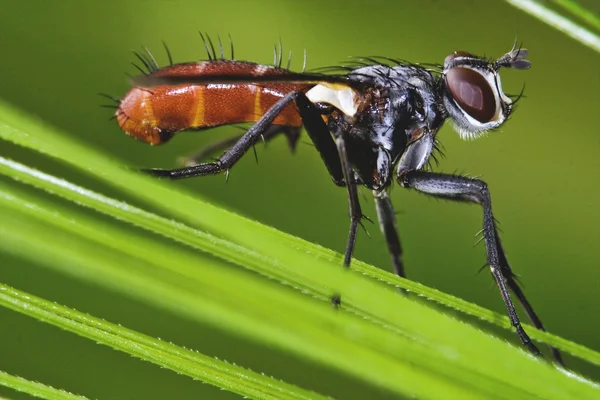 双翅目 tochinidae cylindromia — ストック写真