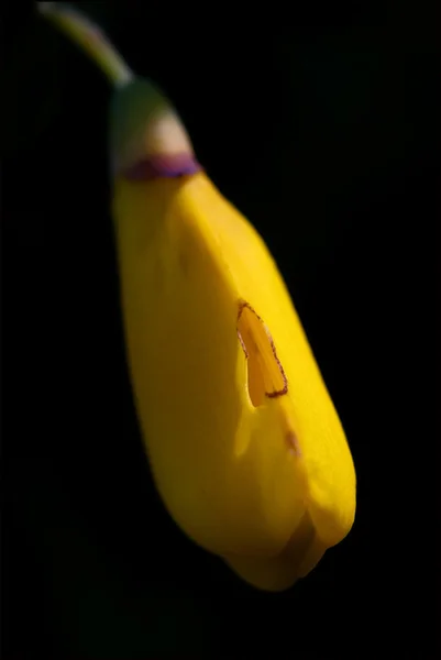 Genista scoparius de cytisus —  Fotos de Stock