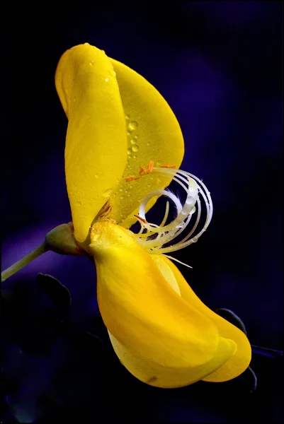 Genista citso scopario — Photo