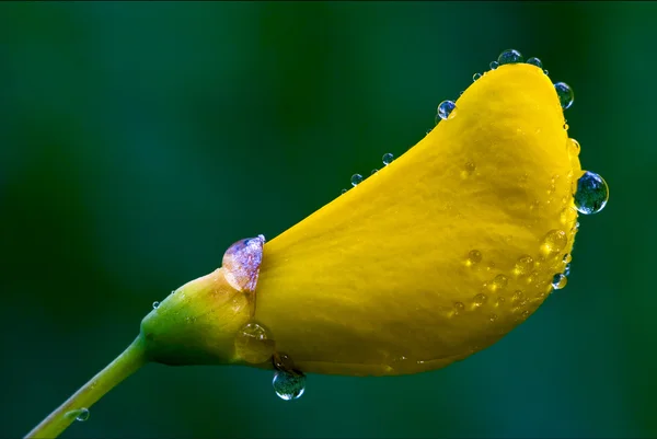 Genista Sarothamnus Scoparius — Stock Photo, Image