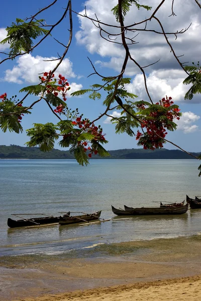 Madagascar branch boat palm — Stock Photo, Image