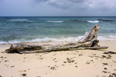  taş ve ağaç republica dominicana