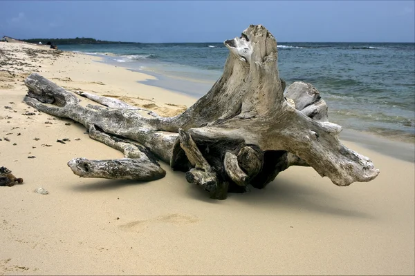 Pláž a strom v republica dominicana — Stock fotografie