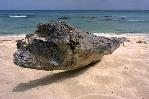 Beach rock stone and tree in  republica dominicana — Stock Photo, Image