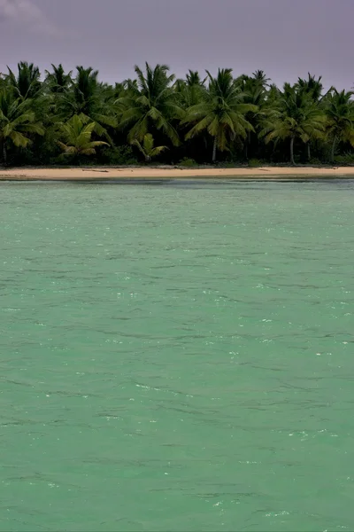 Costa y árbol en dominicana — Foto de Stock