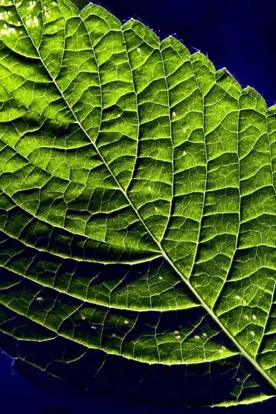 Verde e azul — Fotografia de Stock