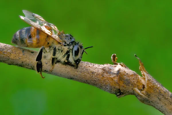 Pequeña abeja en un pedazo de madera — Foto de Stock