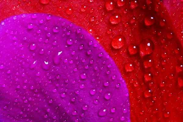 Texture rouge et violette — Photo