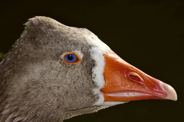 Pato castanho com olho azul — Fotografia de Stock