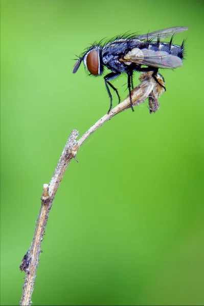 Black little  fly — Stock Photo, Image