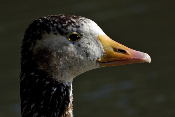 Pato marrom whit olho preto — Fotografia de Stock