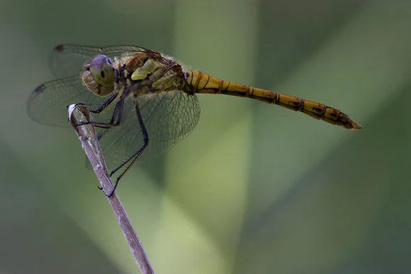Wild zwart geel dragonfly — Stockfoto