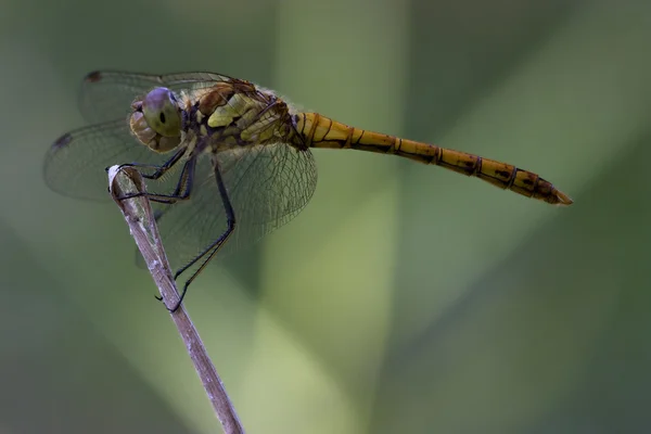 Wild black yellow dragonfly — Stock Photo, Image