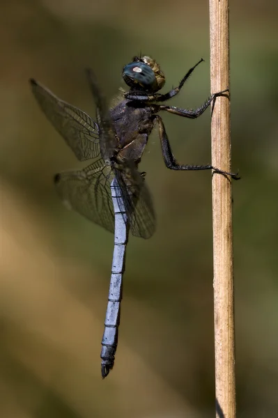 Brachytron pratense v buši — Stock fotografie