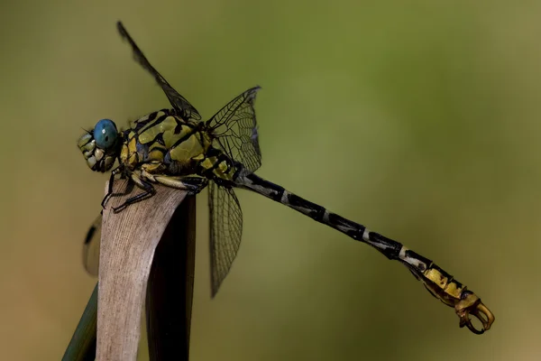 Černá Žlutá anax imperator — Stock fotografie