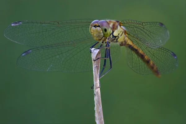 Front of wild black yellow dragonfly — Stock Photo, Image