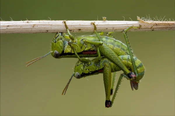 Orthopterous having sex — Stock Photo, Image