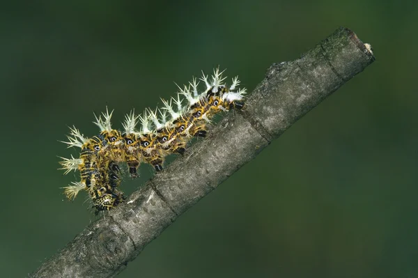 Chenille de Papilionidae dans la branche — Photo