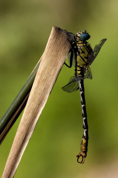 Dragonfly anax imperator on a  leaf — Stock Photo, Image