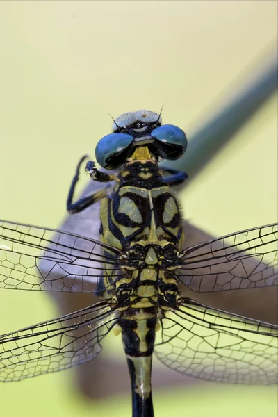 野生の黒黄色トンボ裏 — ストック写真