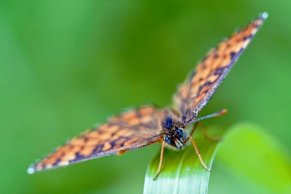 Face avant du papillon orange brun sauvage — Photo