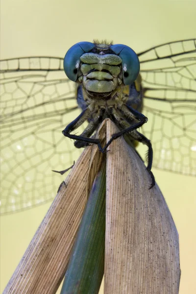 Voorkant van wild gele anax imperator — Stockfoto