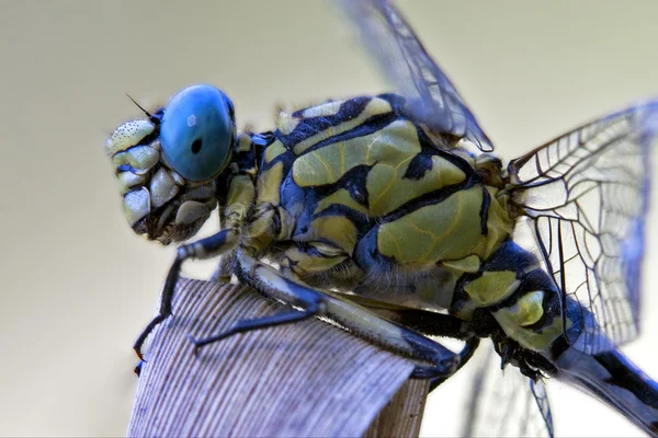 Noir jaune libellule anax imperator — Photo