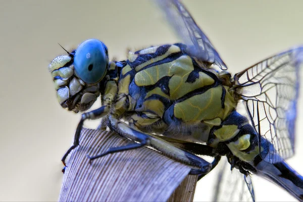 Zwart geel dragonfly anax imperator — Stockfoto