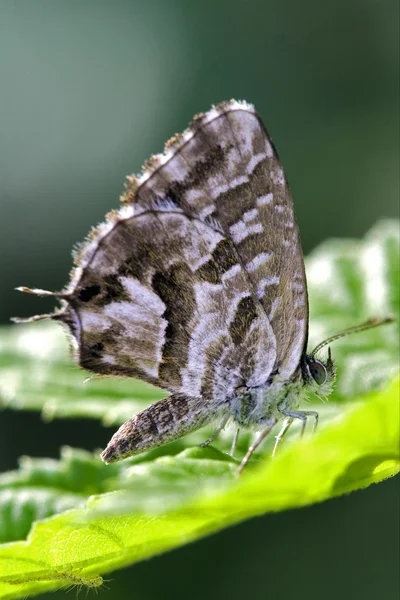 Wild brown  butterfly — Stock Photo, Image