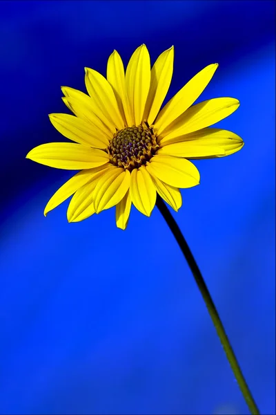 青と黄色 — ストック写真