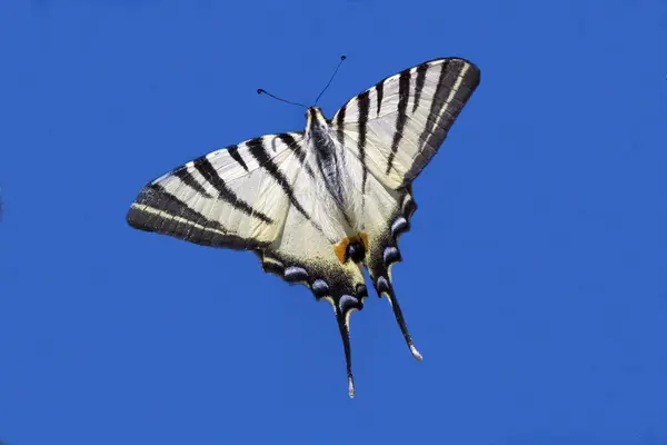 Voando no céu azul — Fotografia de Stock