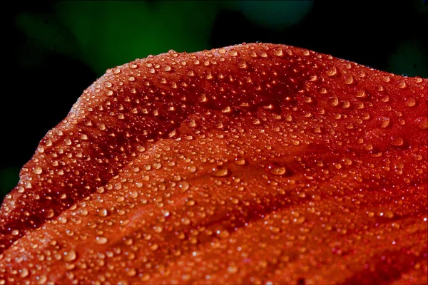 Textura roja en verde — Foto de Stock