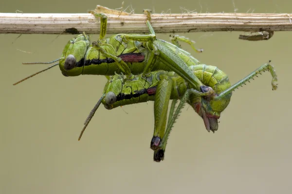 Nahaufnahme von zwei orthopterischen Heuschrecken — Stockfoto