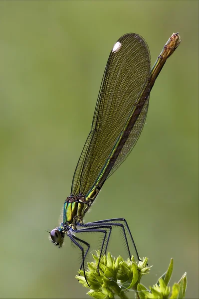 Coenagrion puella — Zdjęcie stockowe