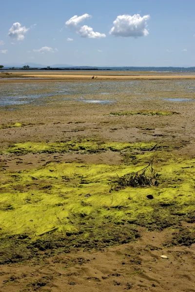 Algas nubladas no oceano Índico — Fotografia de Stock