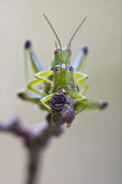 Przed blisko dwa grasshopper seks — Zdjęcie stockowe