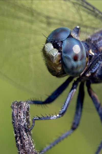 Head of wild blue dragonfly — Stock Photo, Image