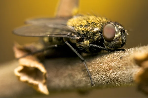 Pollenia rydis — 图库照片