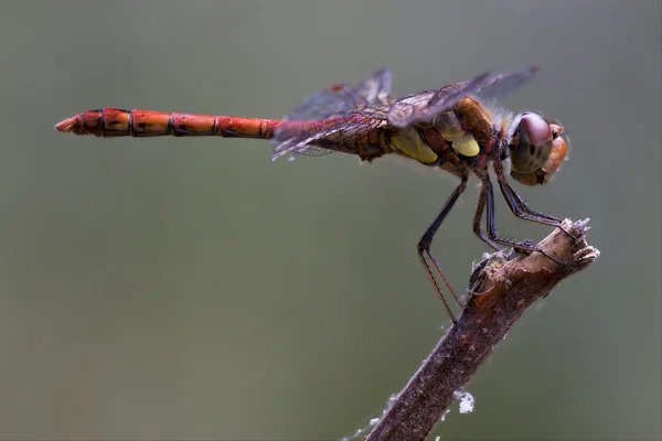 Libellula gialla rossa — Foto Stock