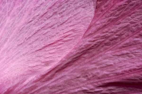 Texture rose aux bahamas — Photo