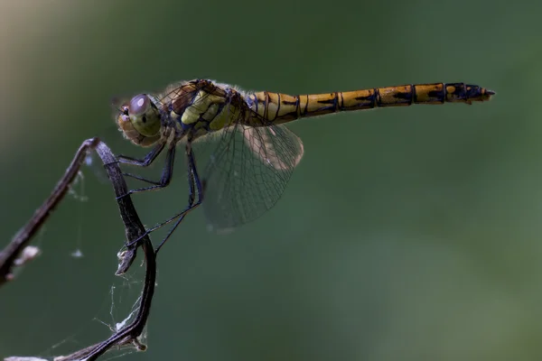 Side of wild  yellow black dragonfly — Stock Photo, Image